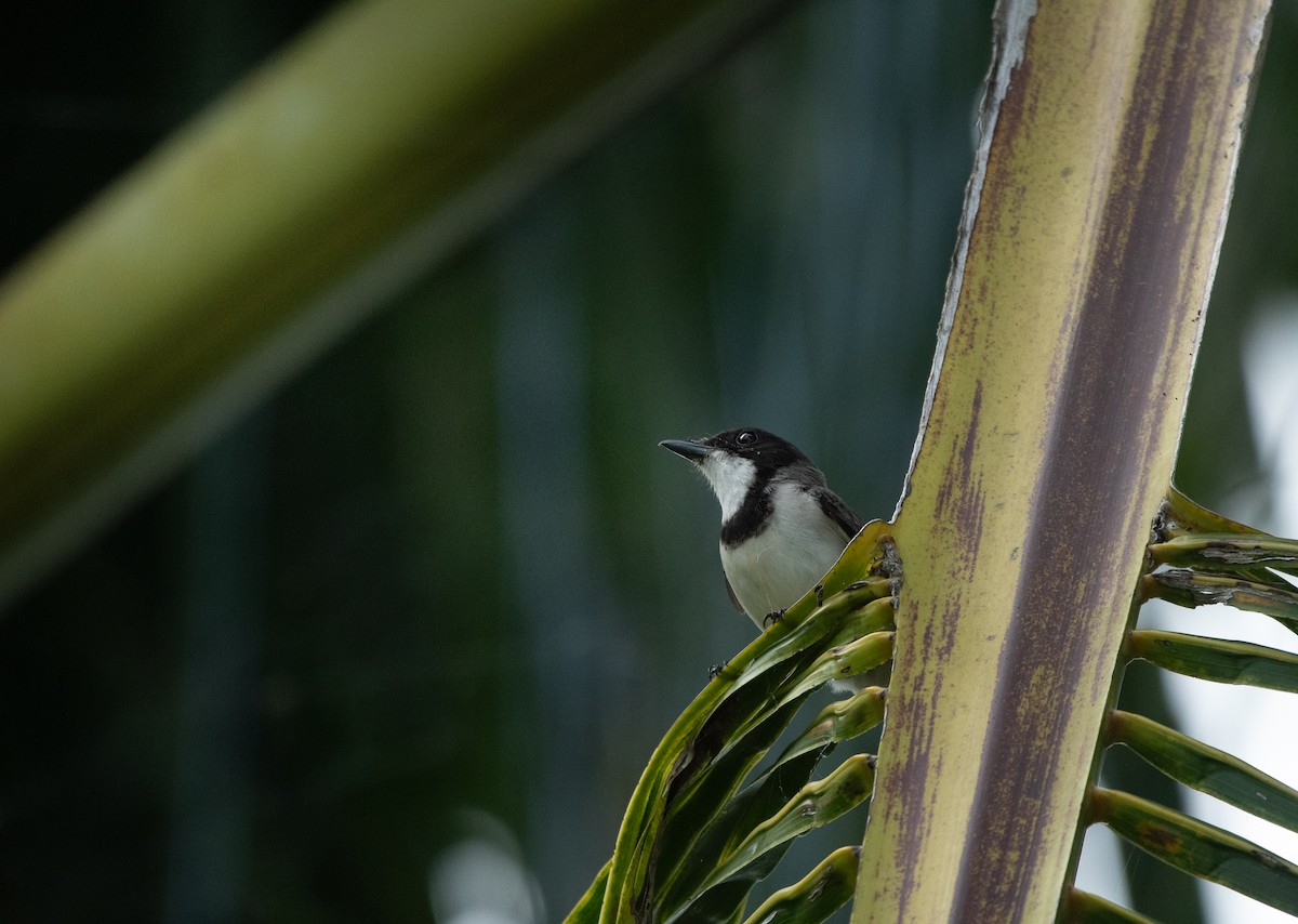 Wallacean Whistler (Tayandu) - ML645737808