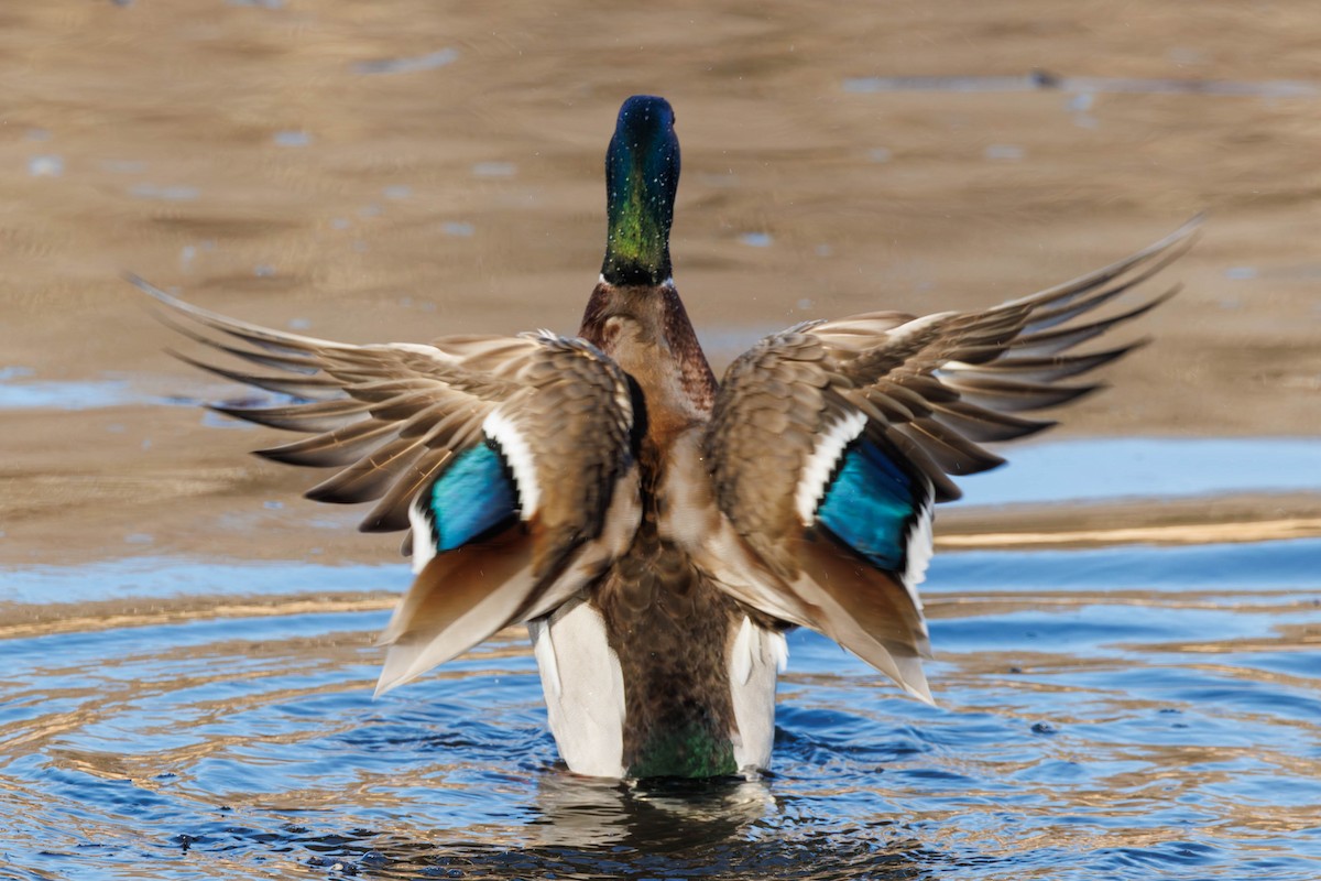 綠頭鴨 - ML645737813