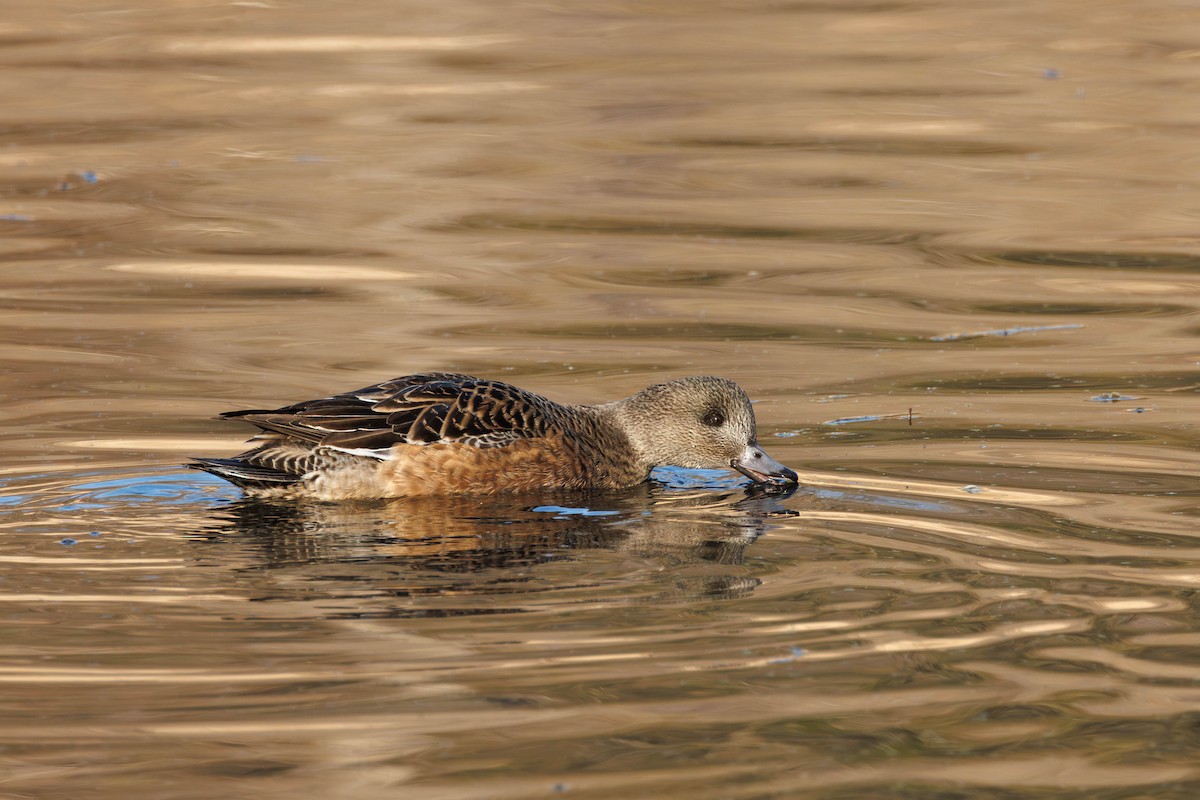 葡萄胸鴨 - ML645737821