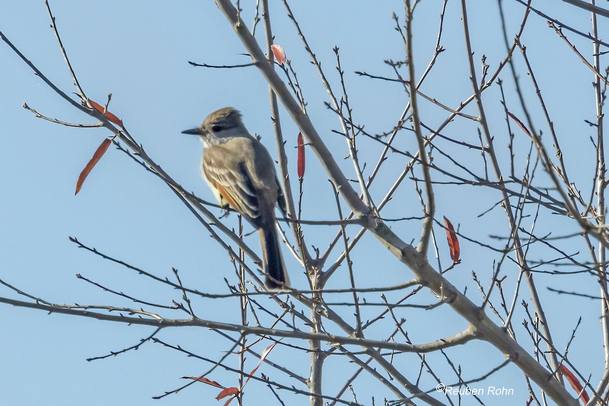Ash-throated Flycatcher - ML645737822