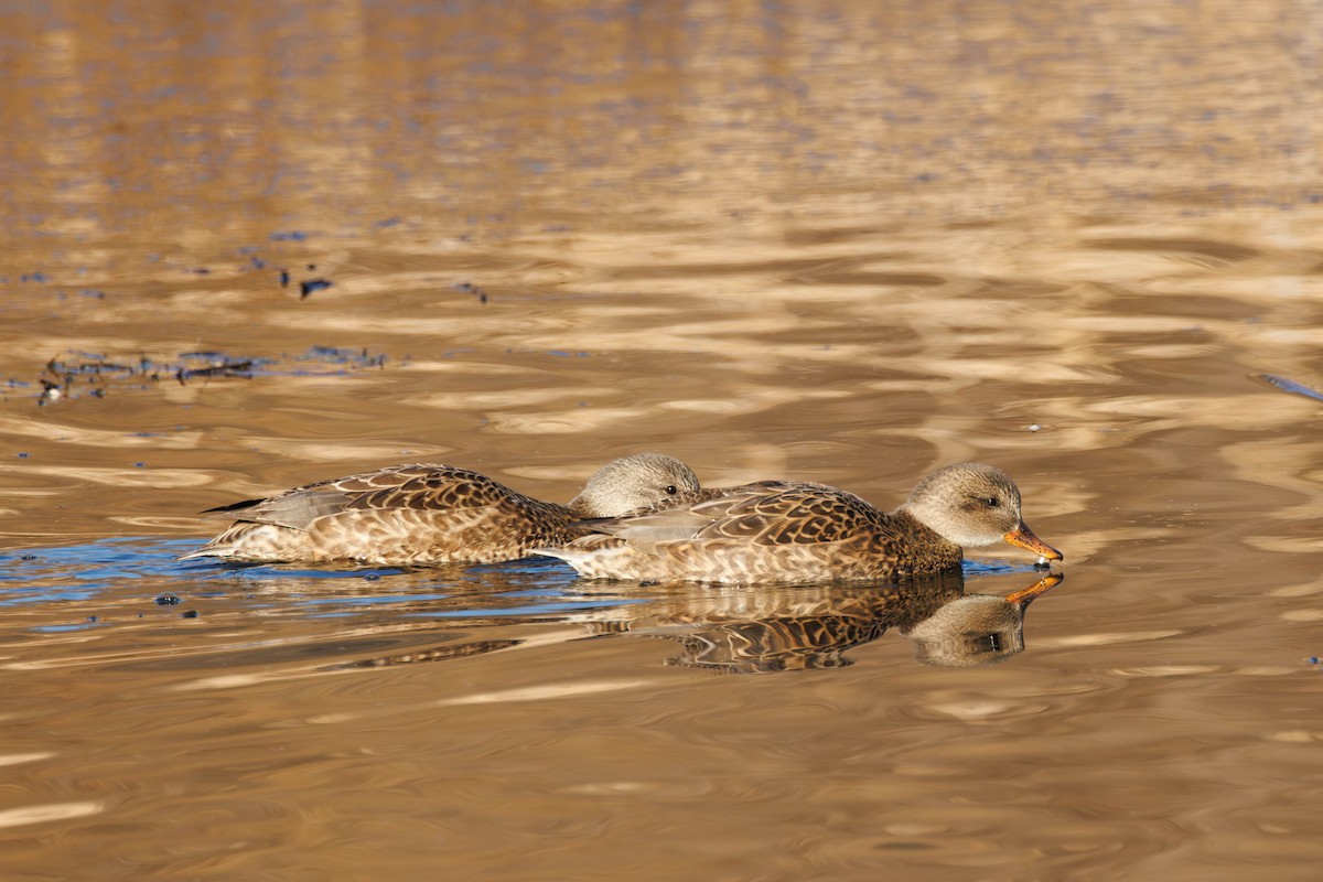 赤膀鴨 - ML645737834