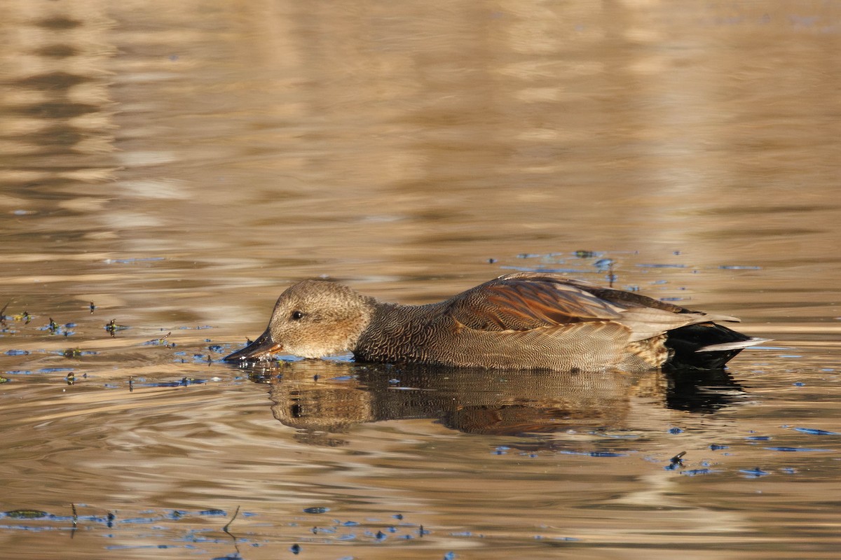 赤膀鴨 - ML645737842