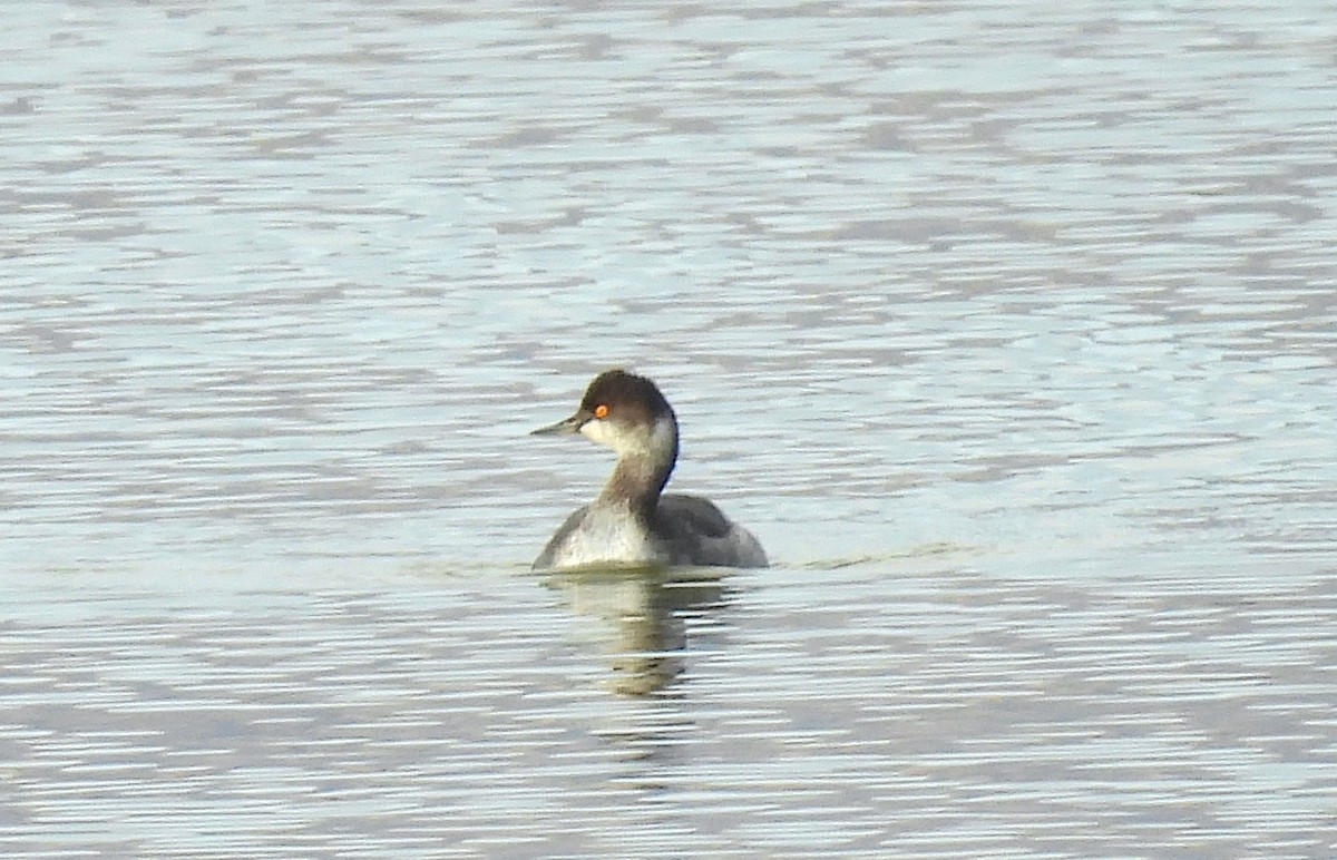 Eared Grebe - ML645737843