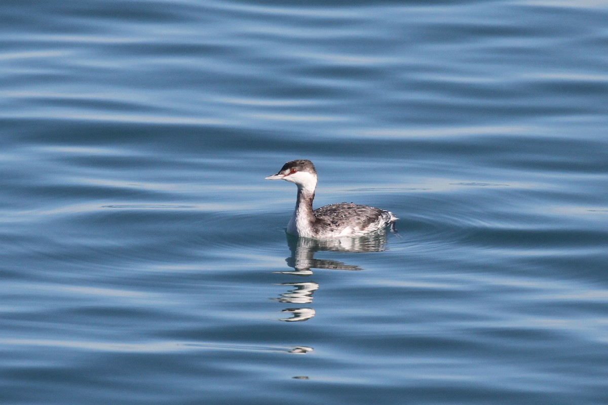 Horned Grebe - ML645737844