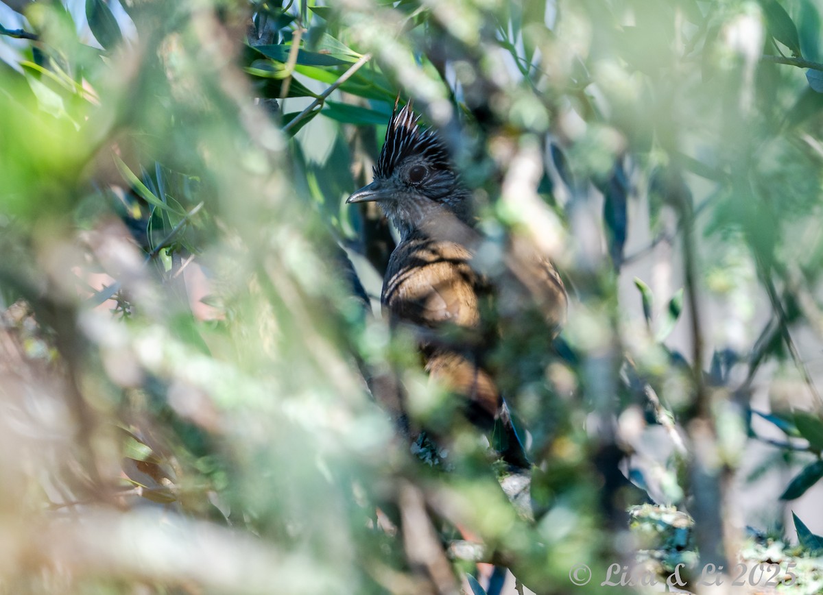 Crested Gallito - ML645737846