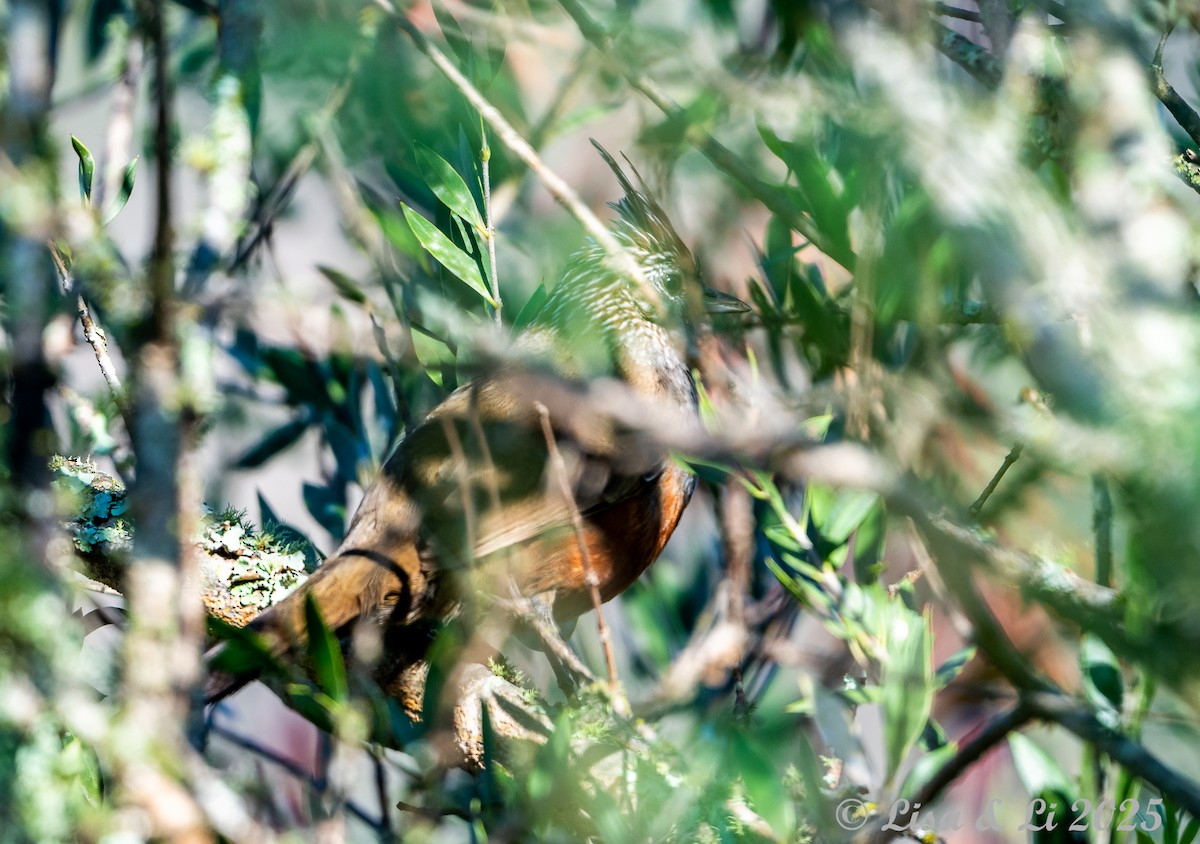 Crested Gallito - ML645737847