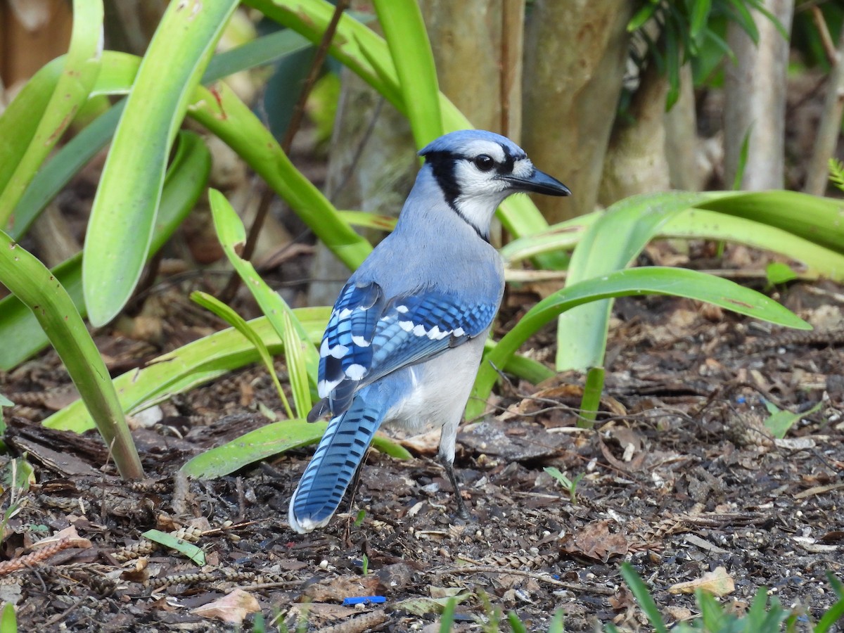 sojka chocholatá - ML645737861