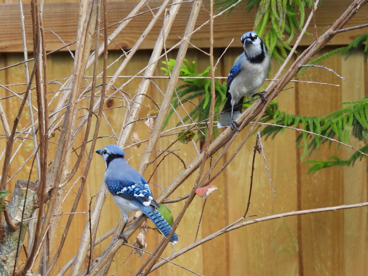 sojka chocholatá - ML645737862
