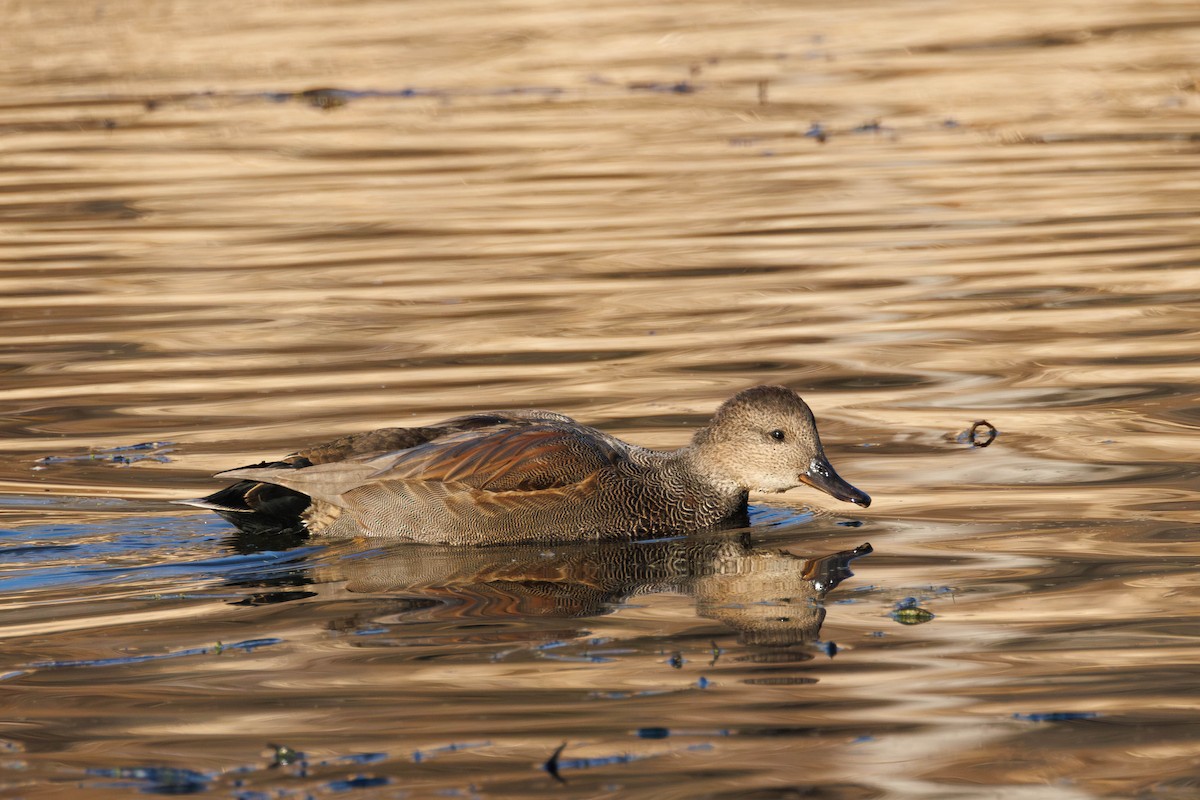 赤膀鴨 - ML645737865