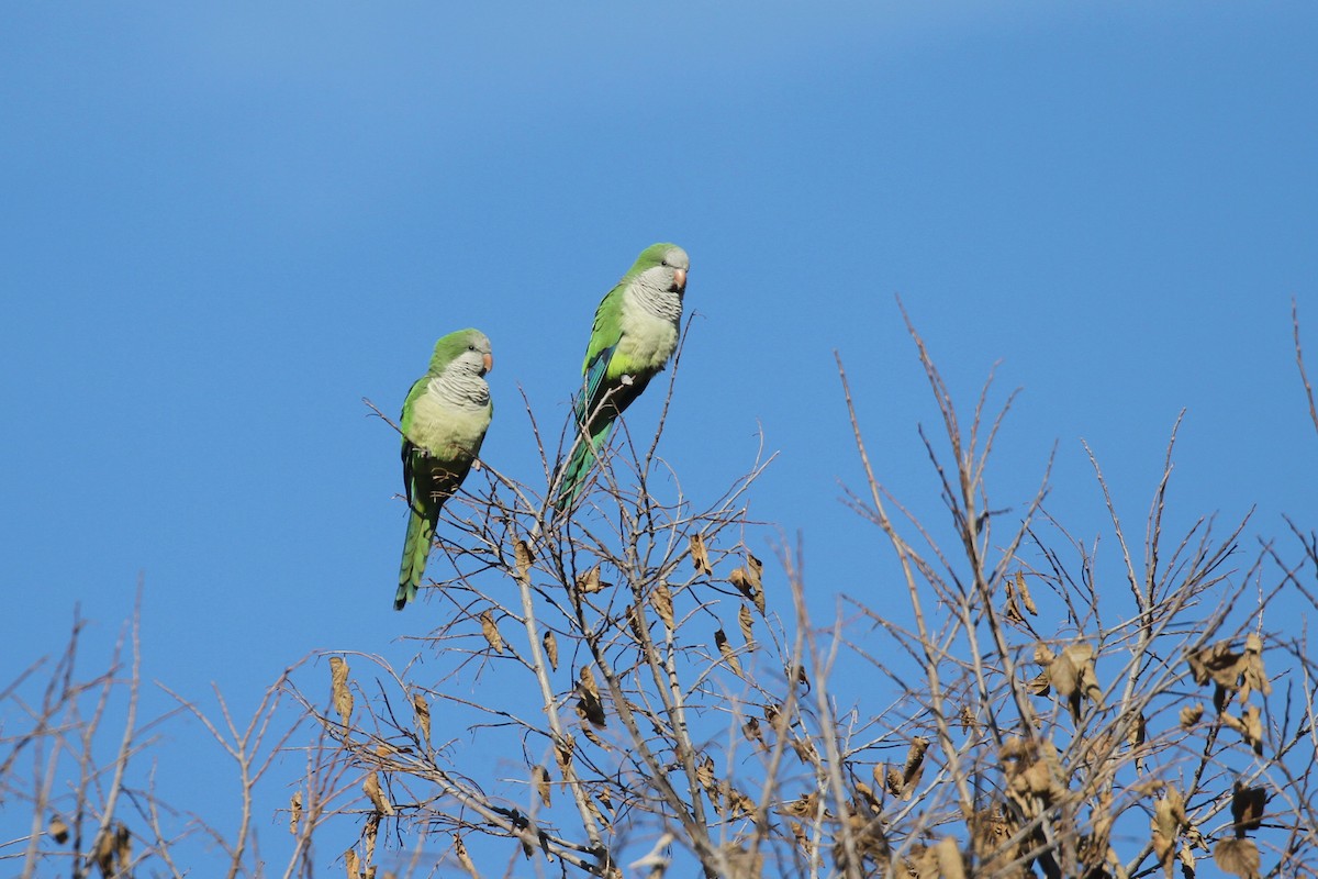 Monk Parakeet - ML645737868