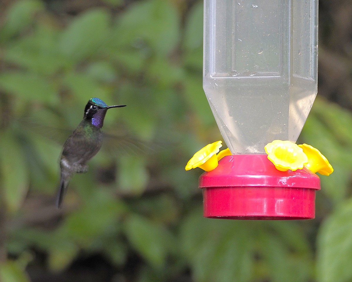 Purple-throated Mountain-gem - ML645737870