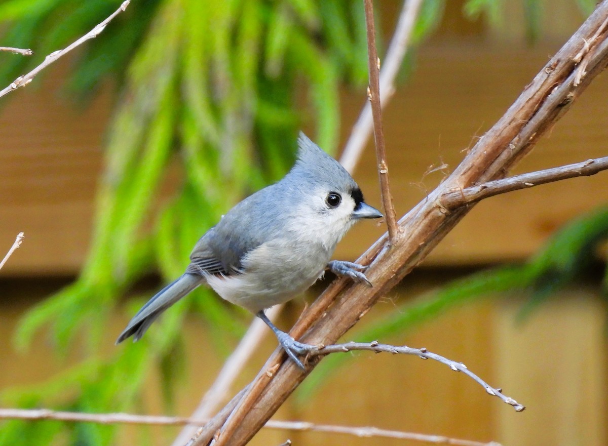 sýkora rezavoboká - ML645737874