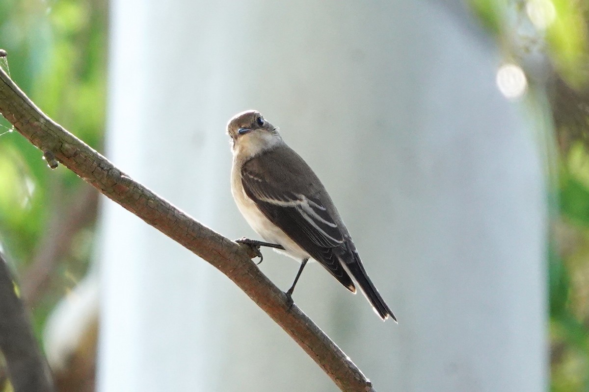 European Pied Flycatcher - ML645737877