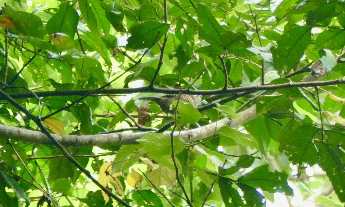 Yazılı Karıncaavcısı - ML645737894