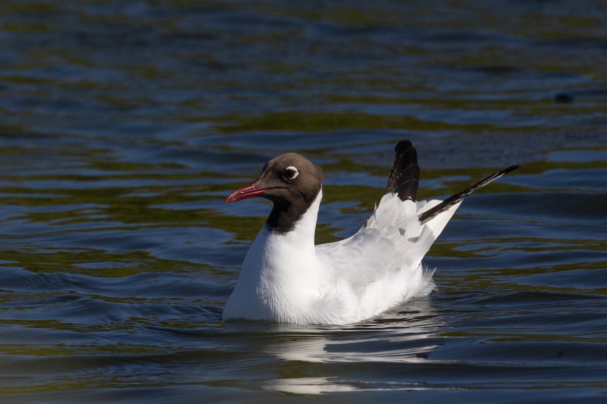 Black-headed Gull - ML645737927