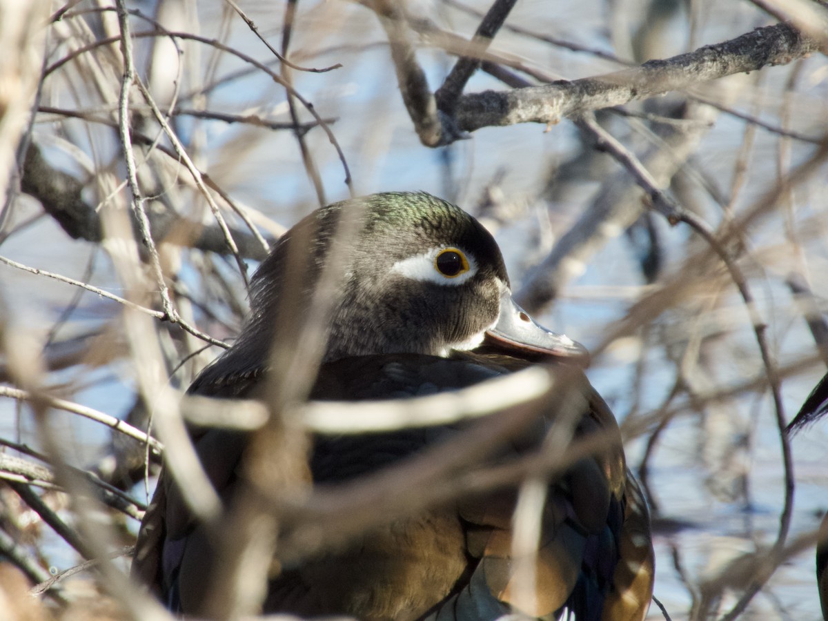 Wood Duck - ML645737931
