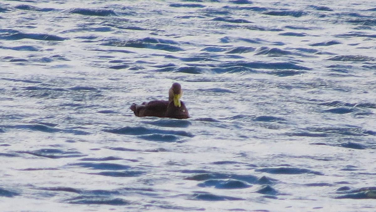 American Black Duck - ML645737935