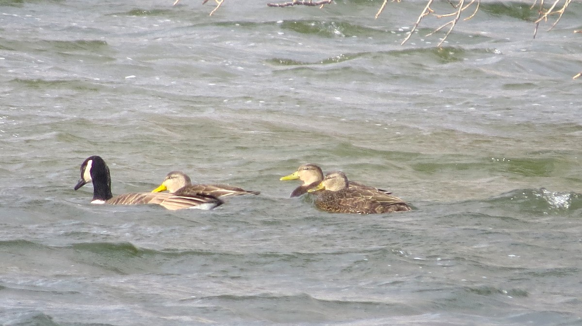 American Black Duck - ML645737936