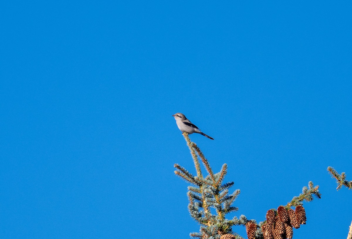 Northern Shrike - ML645737939