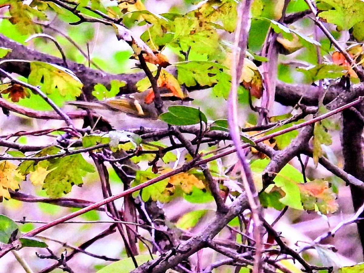 Luì di Pallas - ML645737940