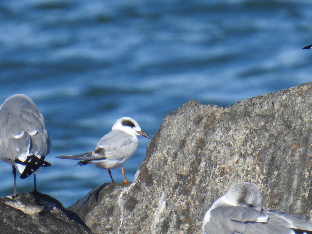 Forster's Tern - ML645737941