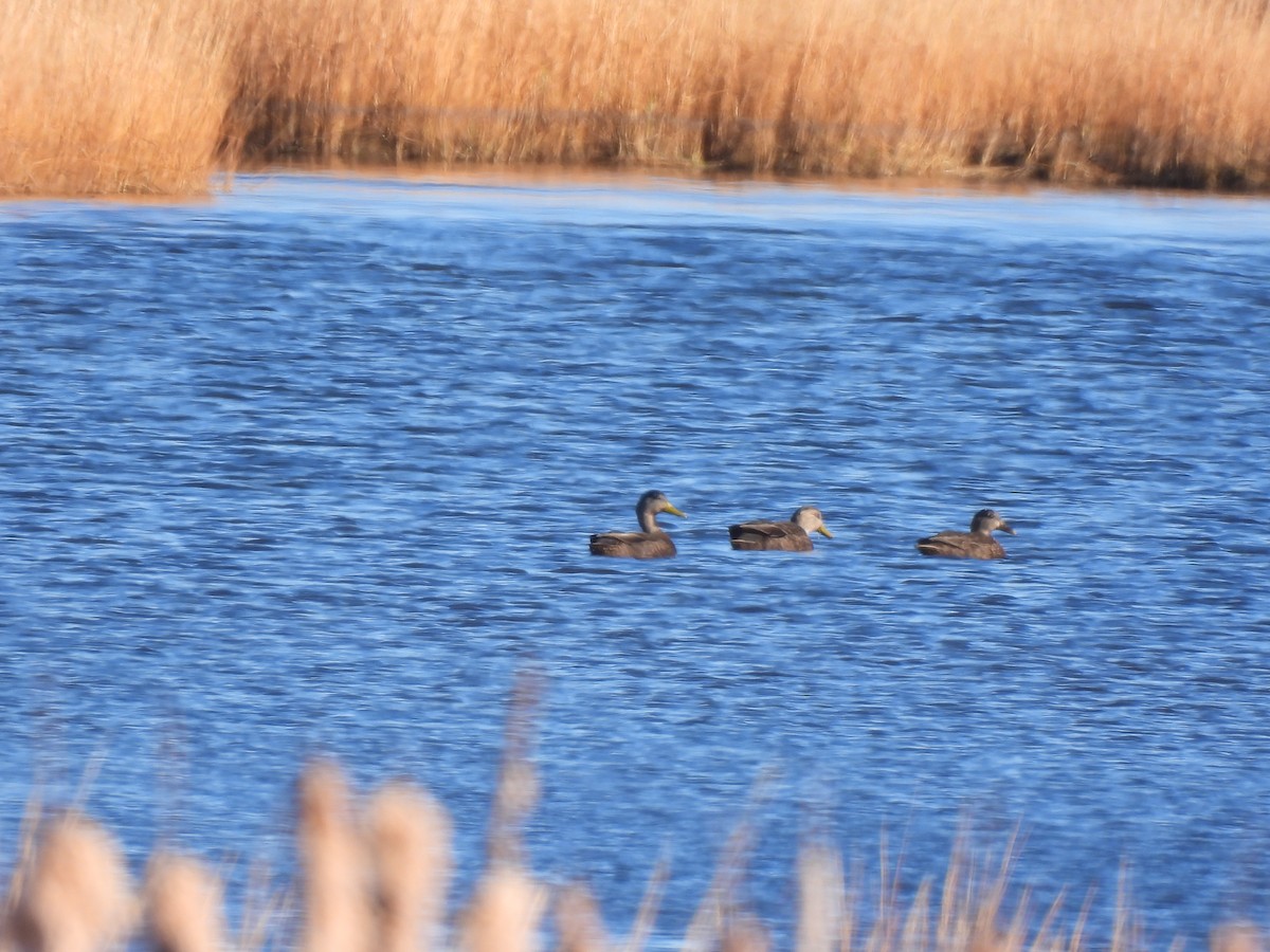 American Black Duck - ML645737944