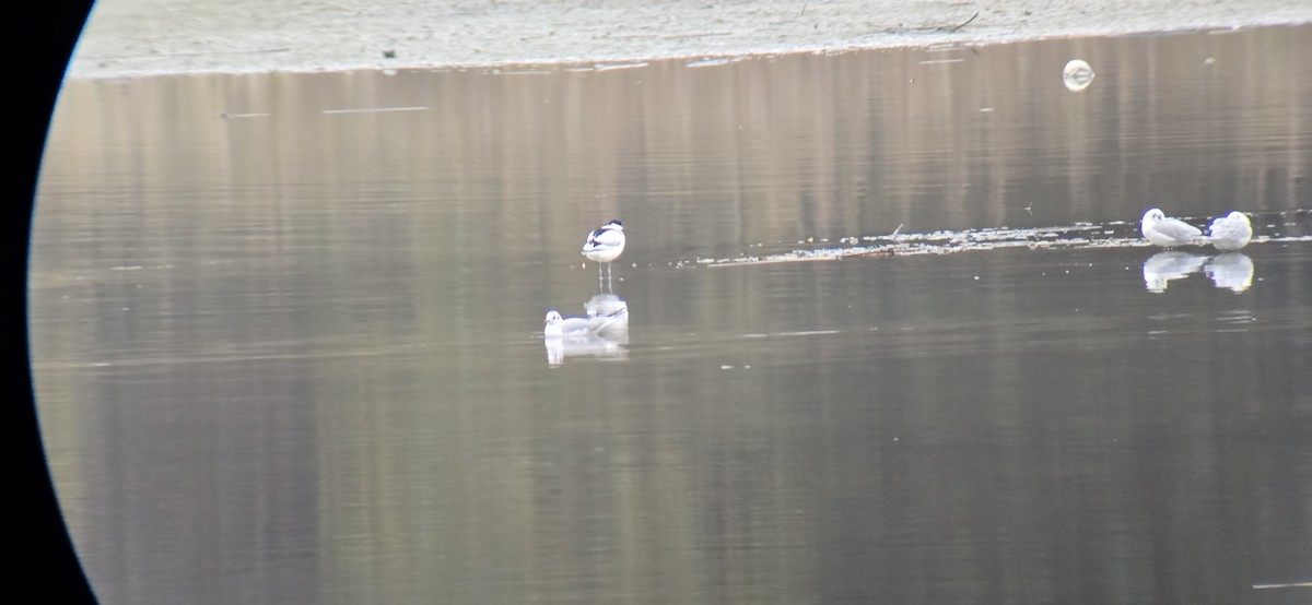 Pied Avocet - ML645737945