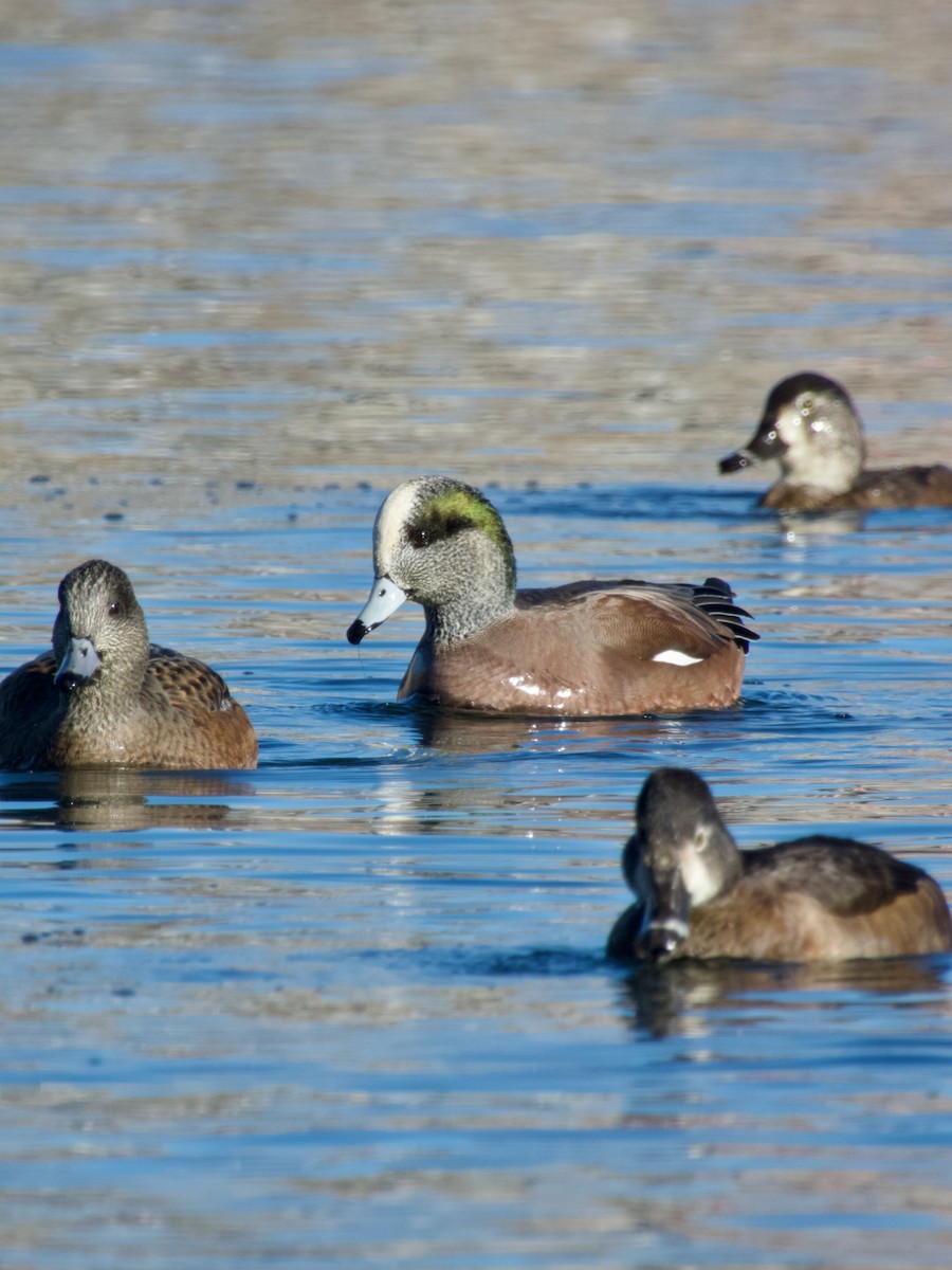 American Wigeon - ML645737946