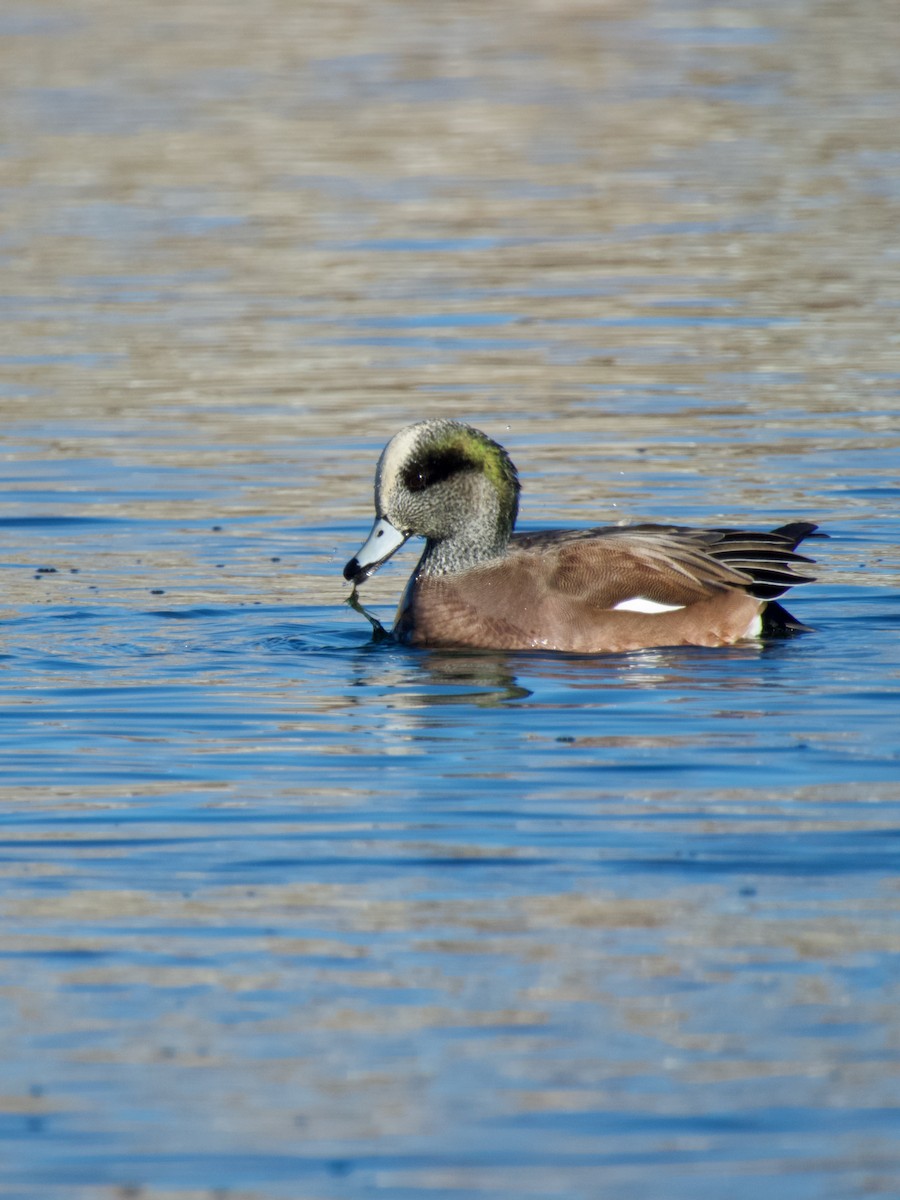 American Wigeon - ML645737947