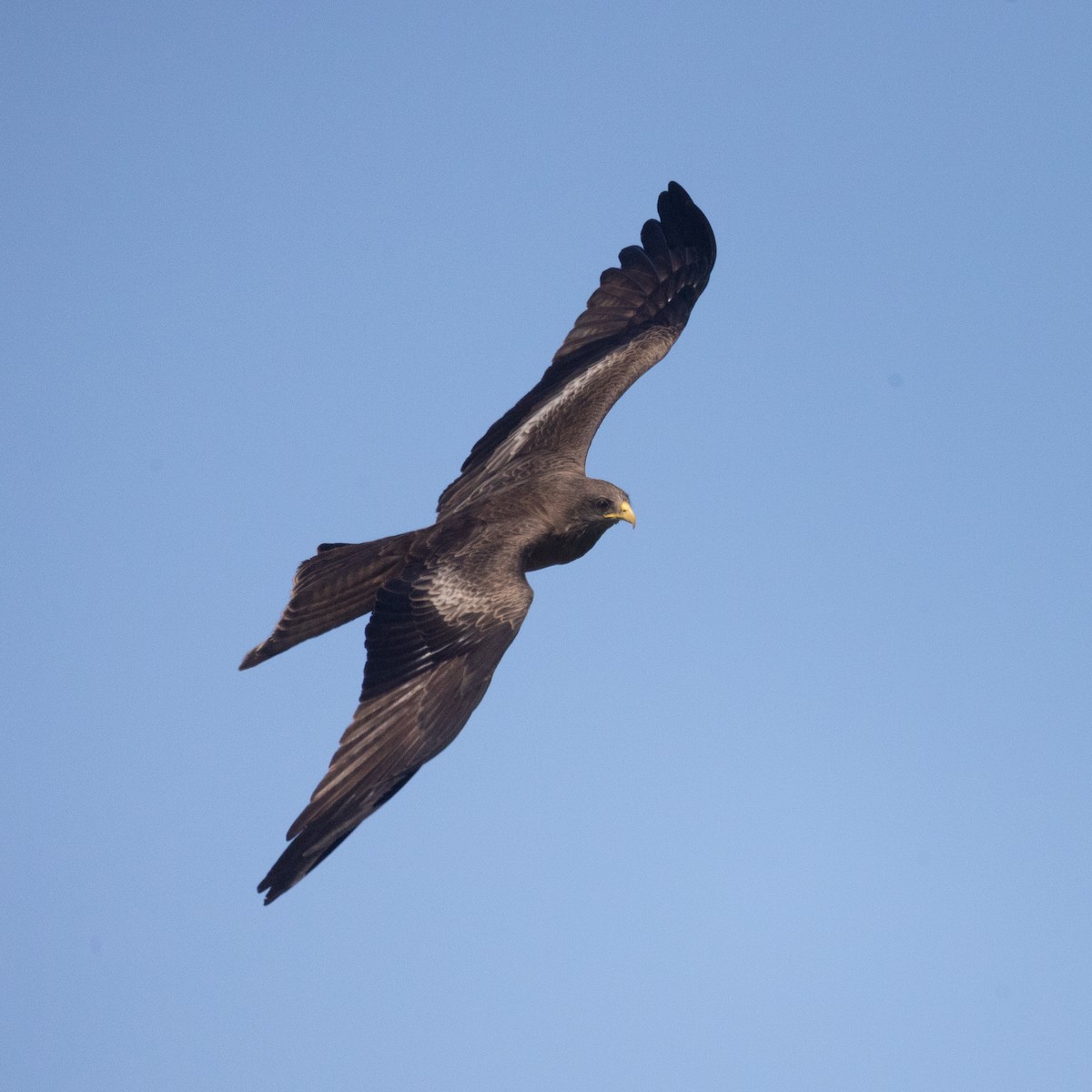 Black Kite - ML645737950