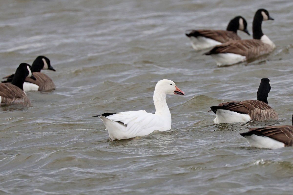Snow Goose - ML645737952