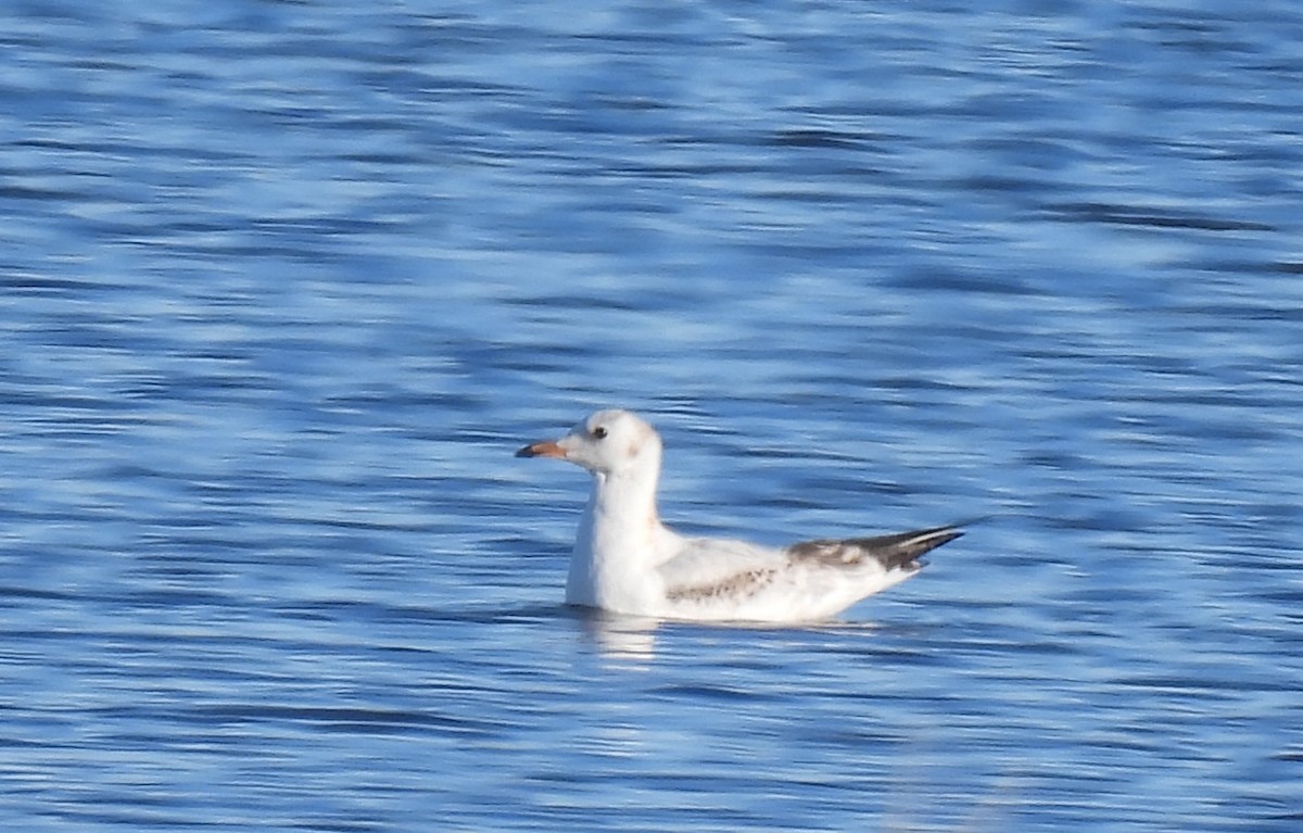 Black-headed Gull - ML645737953