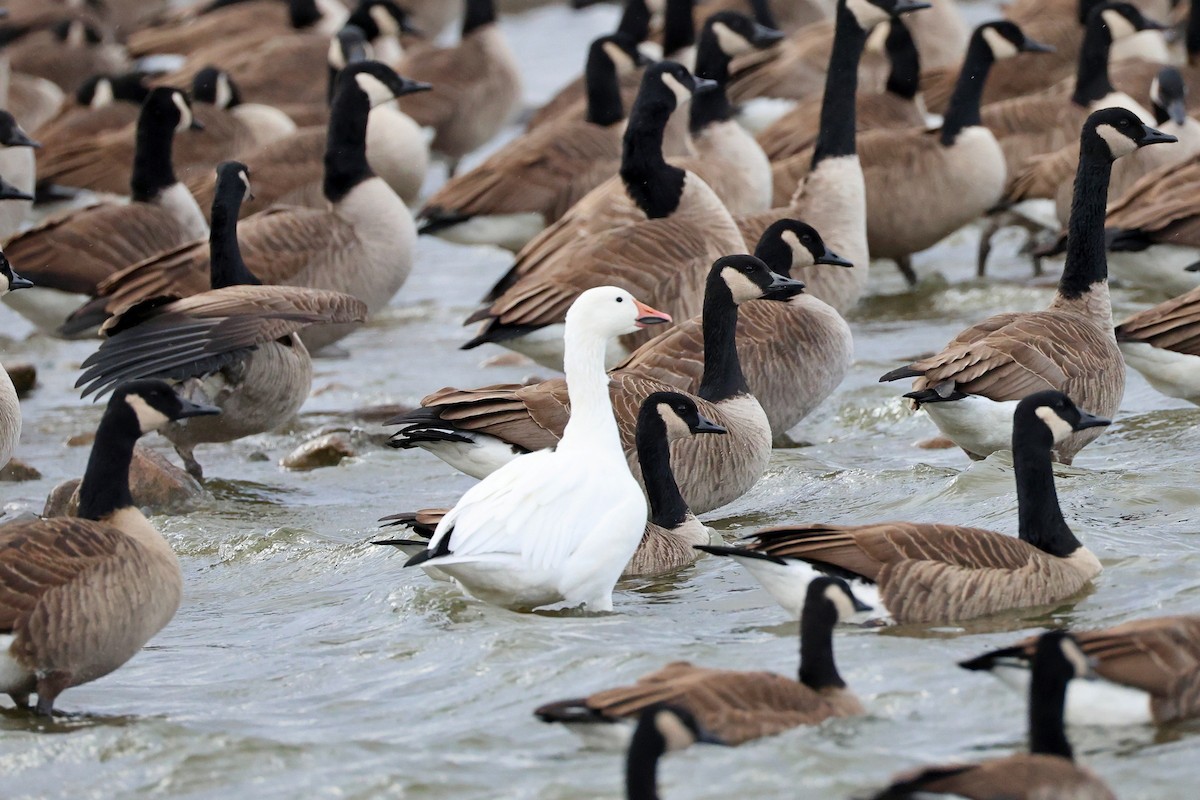 Snow Goose - ML645737954