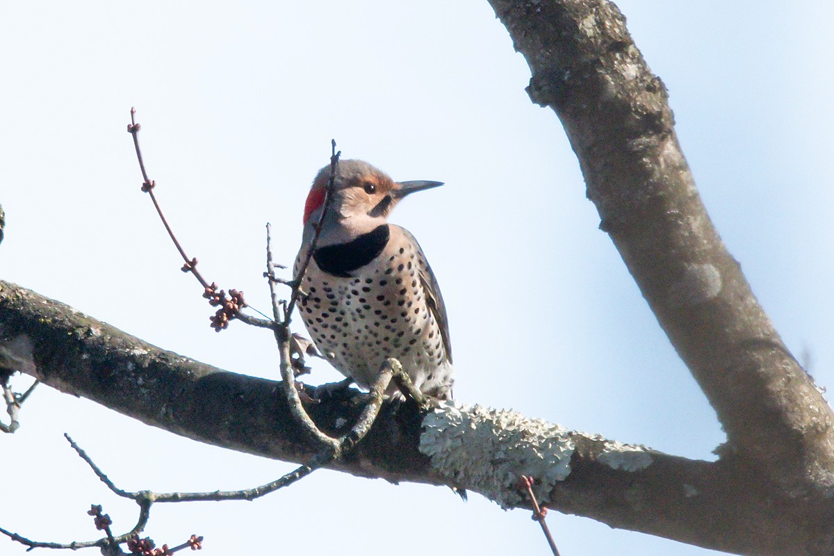 Northern Flicker - ML645737963