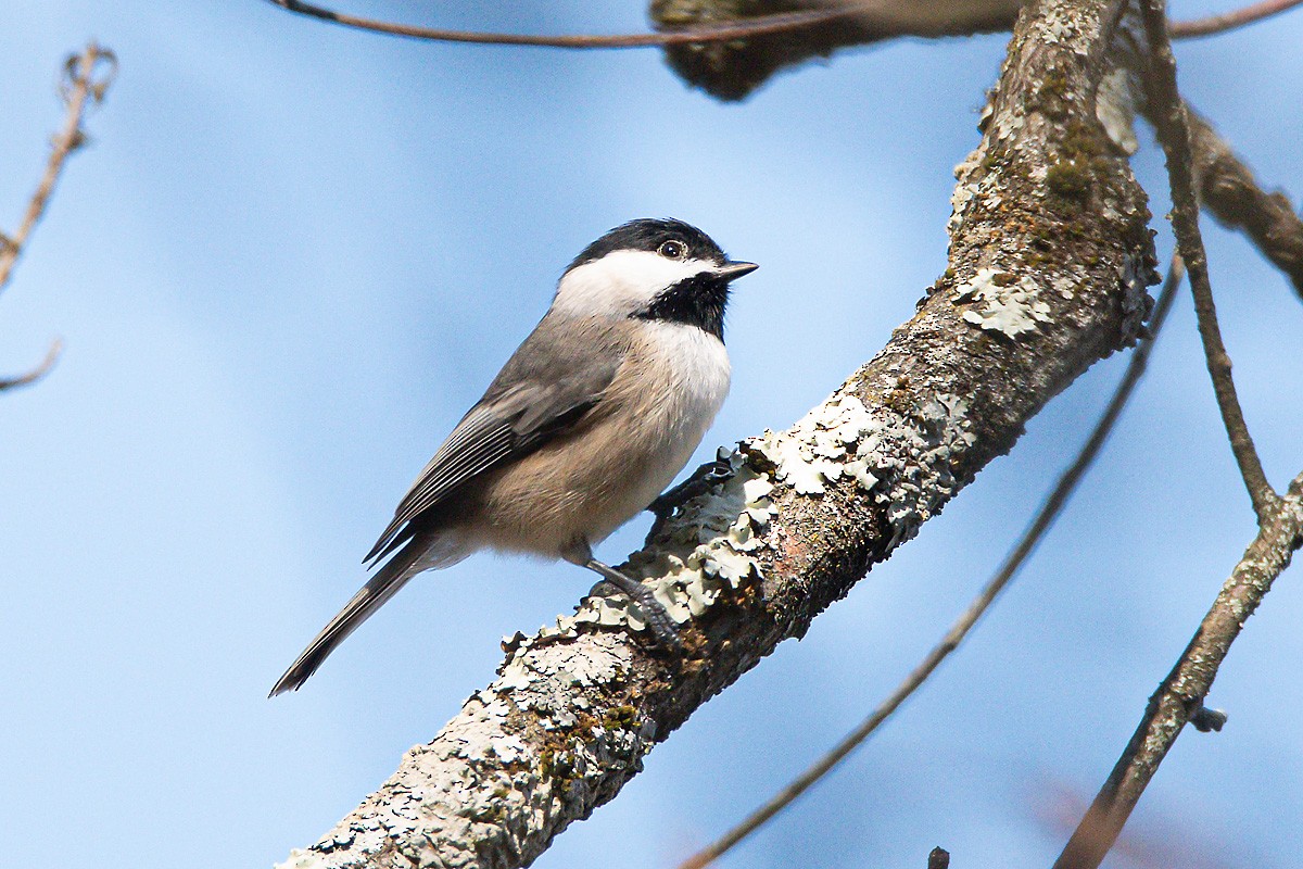 Carolina/Black-capped Chickadee - ML645737971