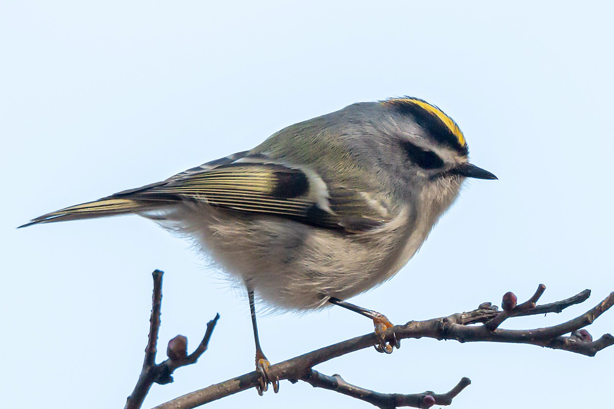 Golden-crowned Kinglet - ML645737974