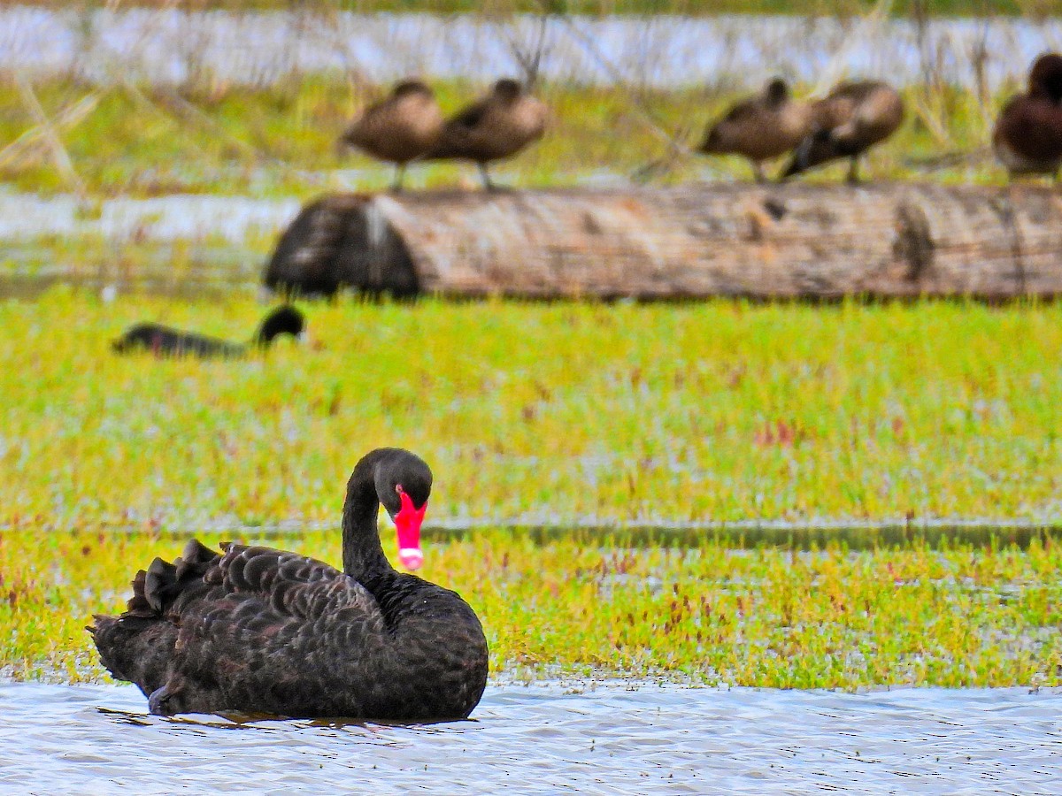 Black Swan - ML645737978