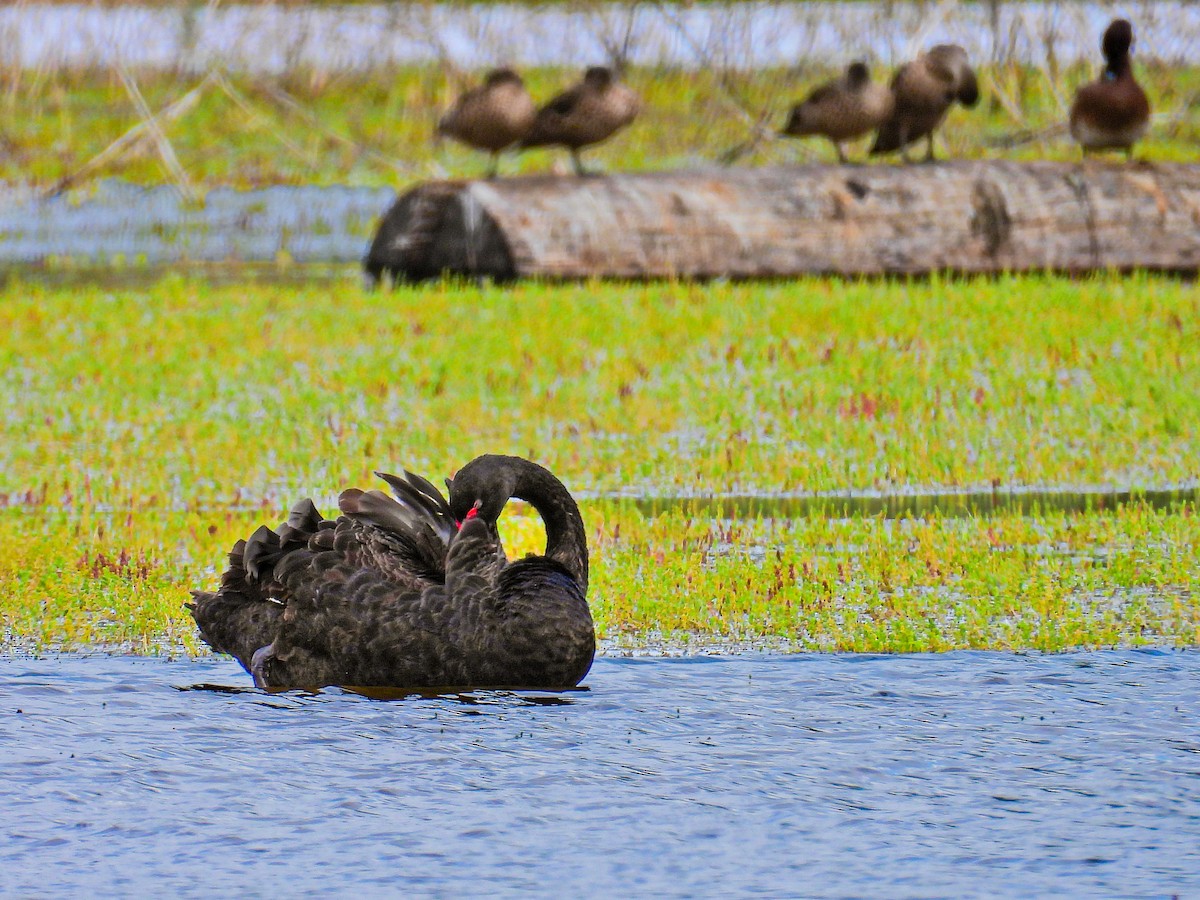 Black Swan - ML645737979