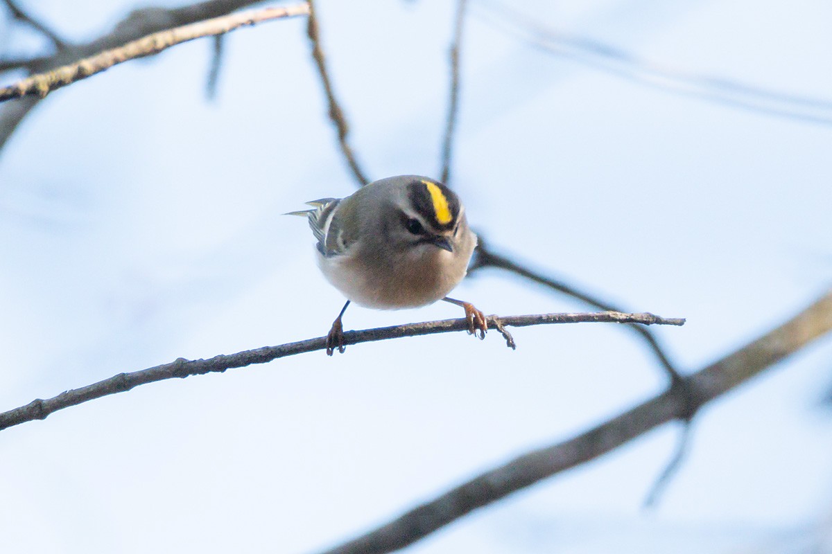 Golden-crowned Kinglet - ML645737981