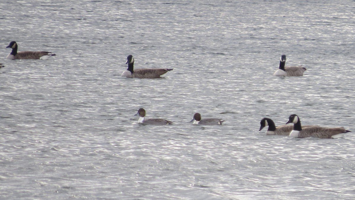 Northern Pintail - ML645737987