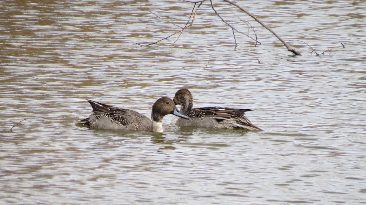 Northern Pintail - ML645737988