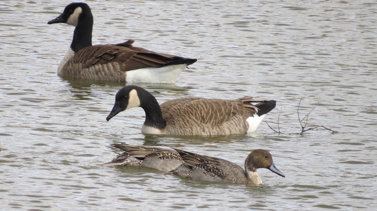 Northern Pintail - ML645737989