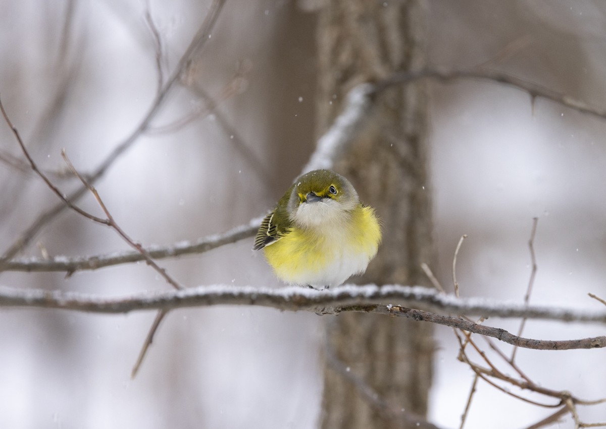 White-eyed Vireo - ML645737991