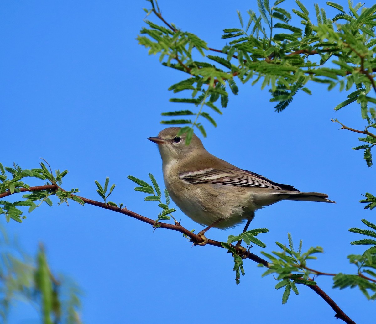 Pine Warbler - ML645738019