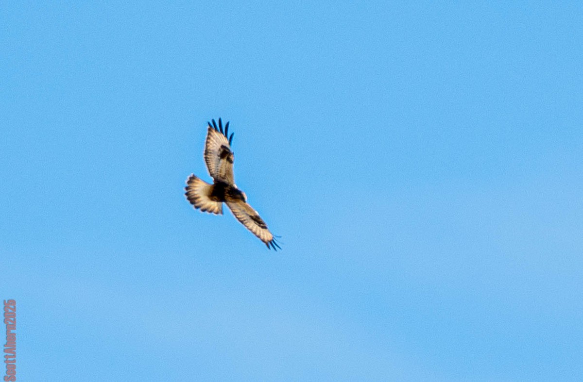 Rough-legged Hawk - ML645738021
