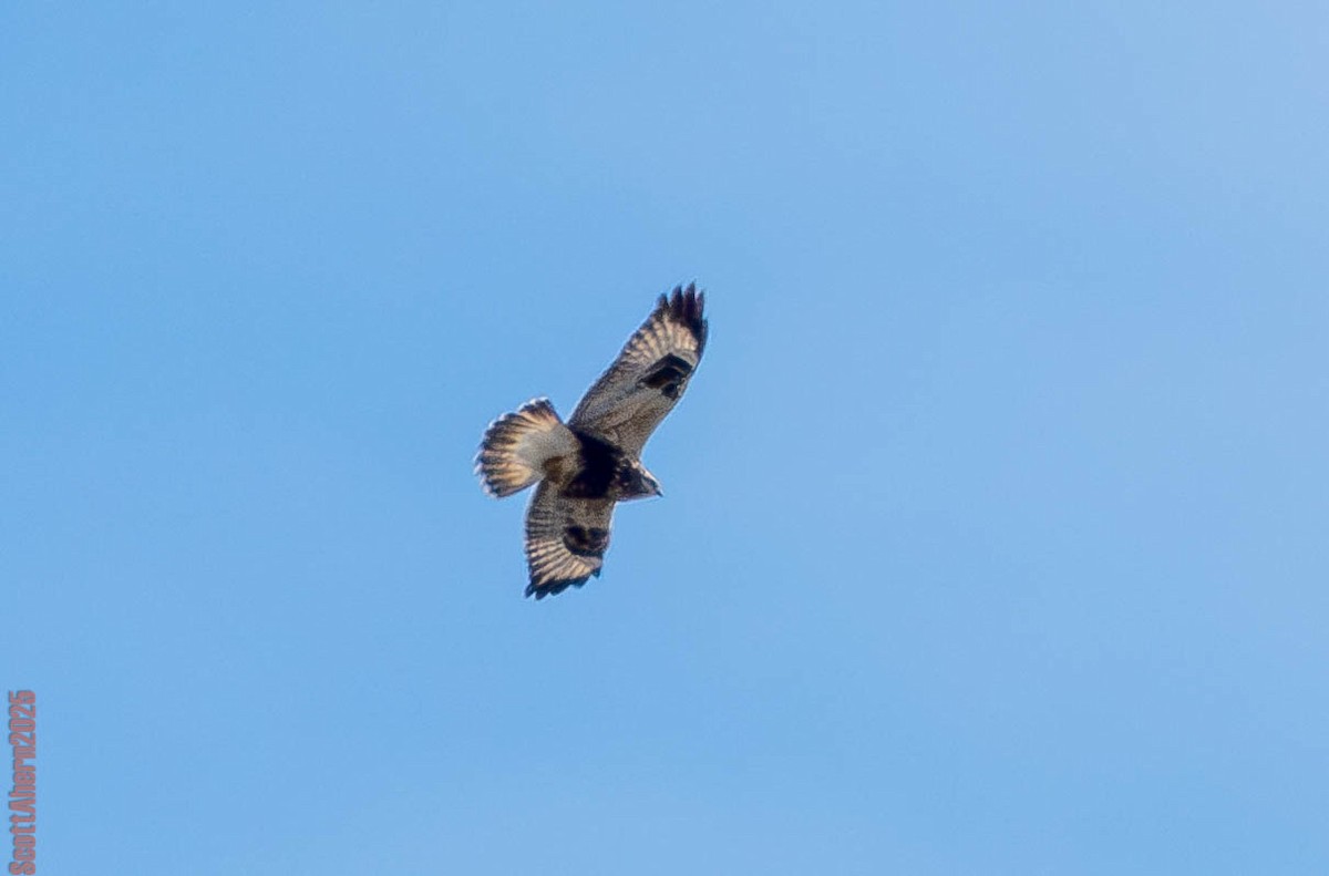 Rough-legged Hawk - ML645738022