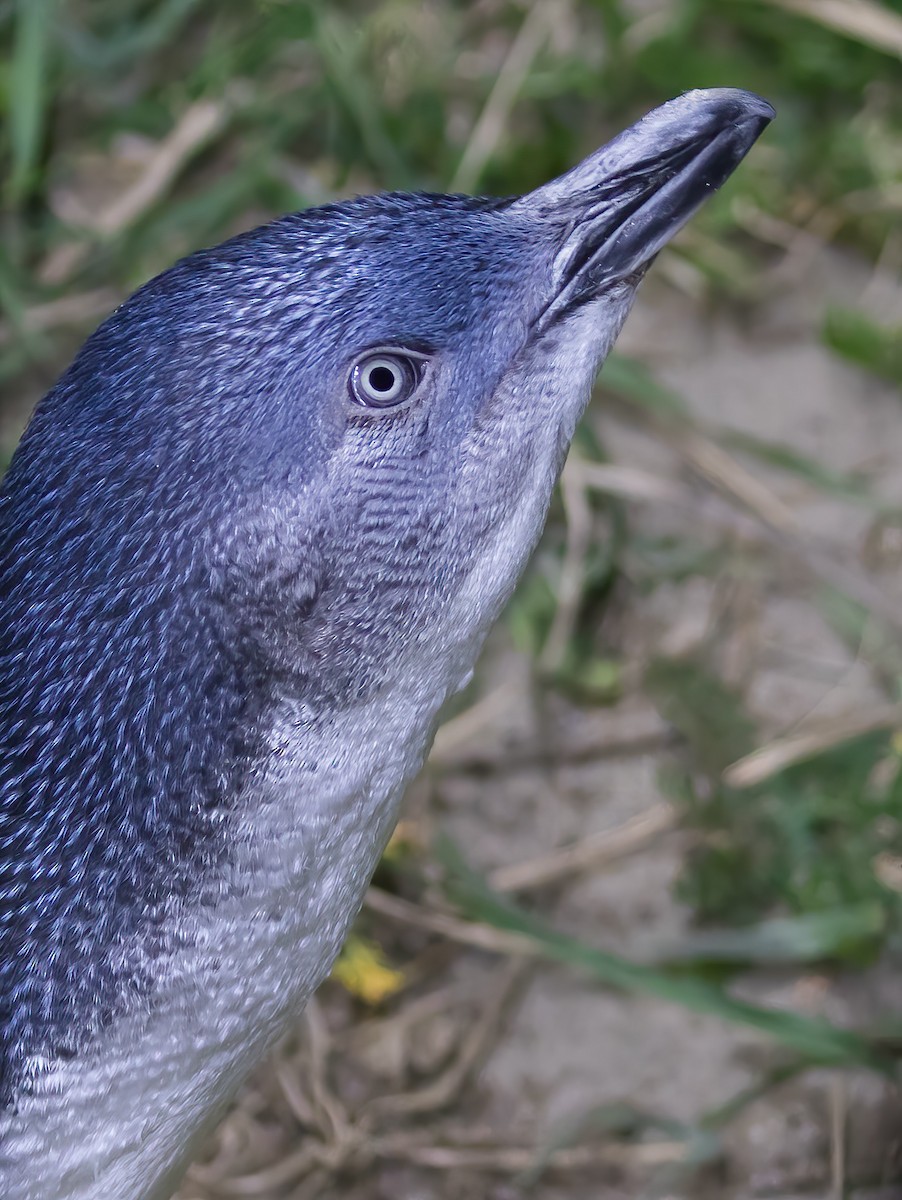 Little Penguin - ML645738024