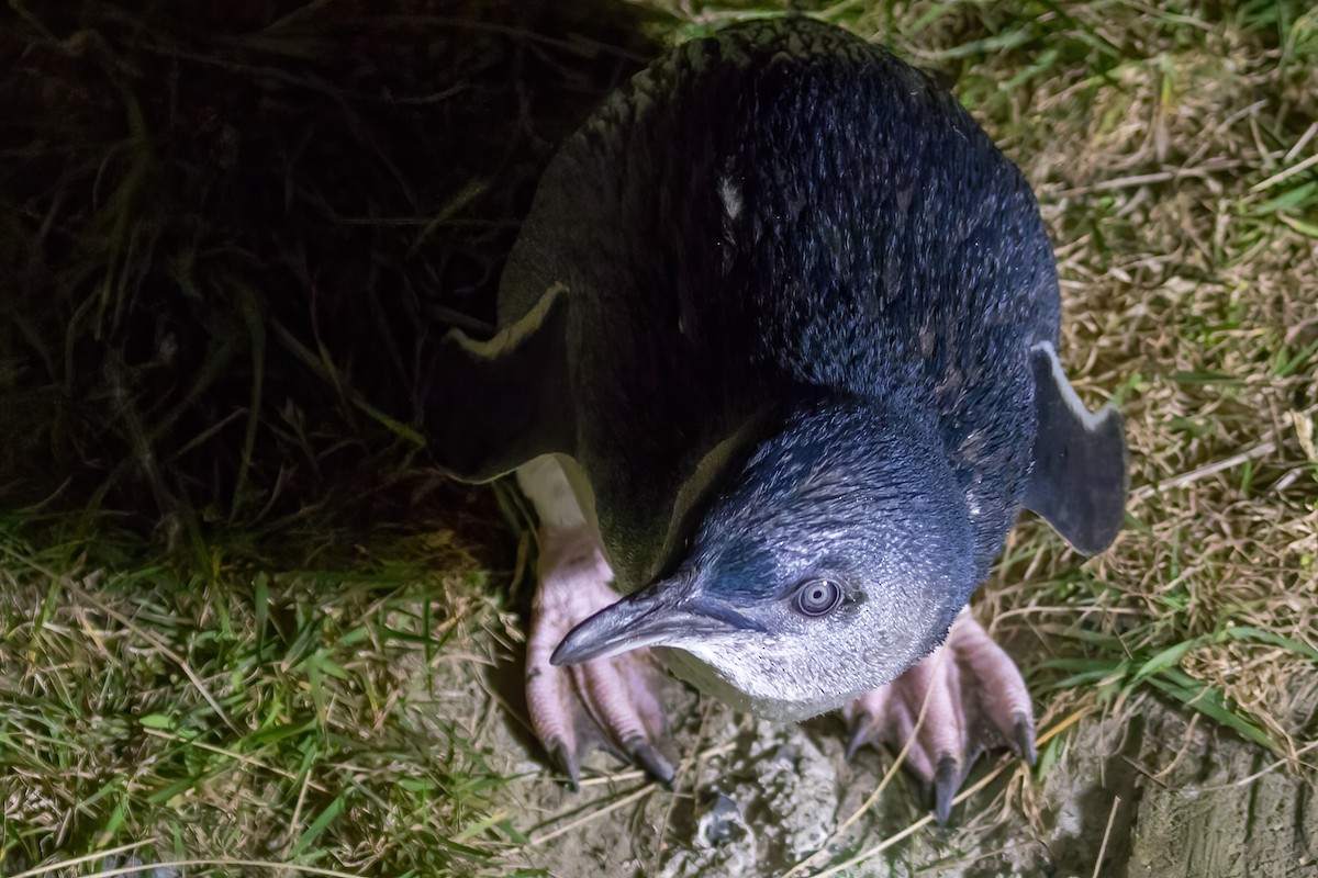 Little Penguin - ML645738025