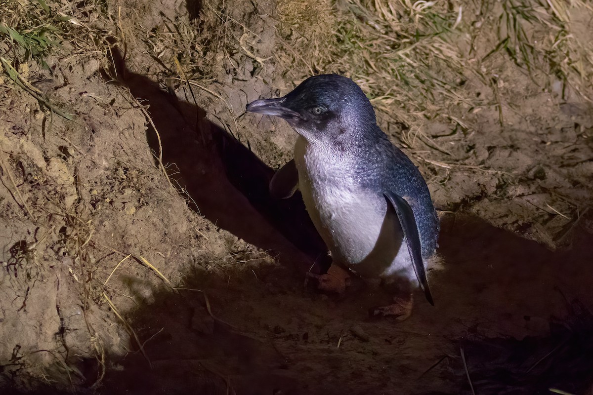 Little Penguin - ML645738026