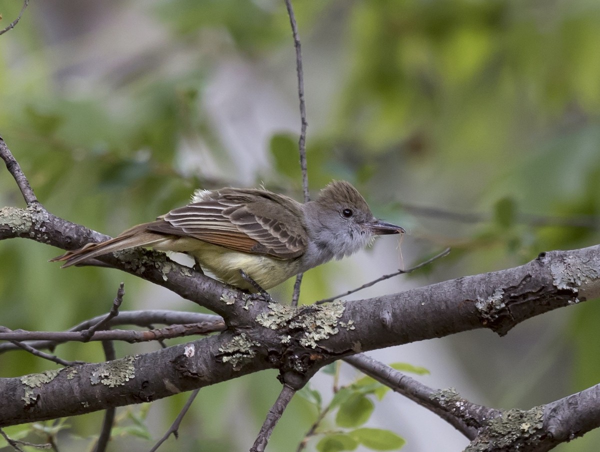 Brown-crested Flycatcher - ML645738042